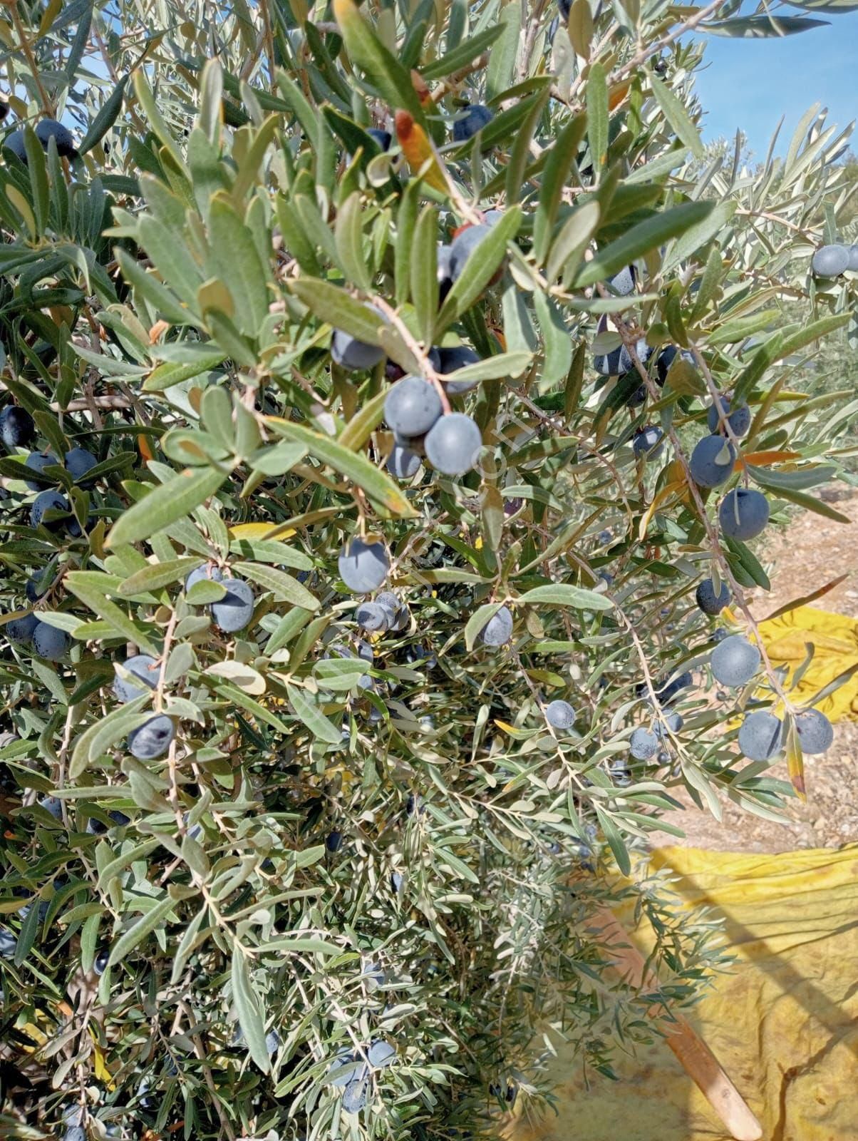 Utku Gayrimenkul’den Bakımlı Zeytin Bahçesi