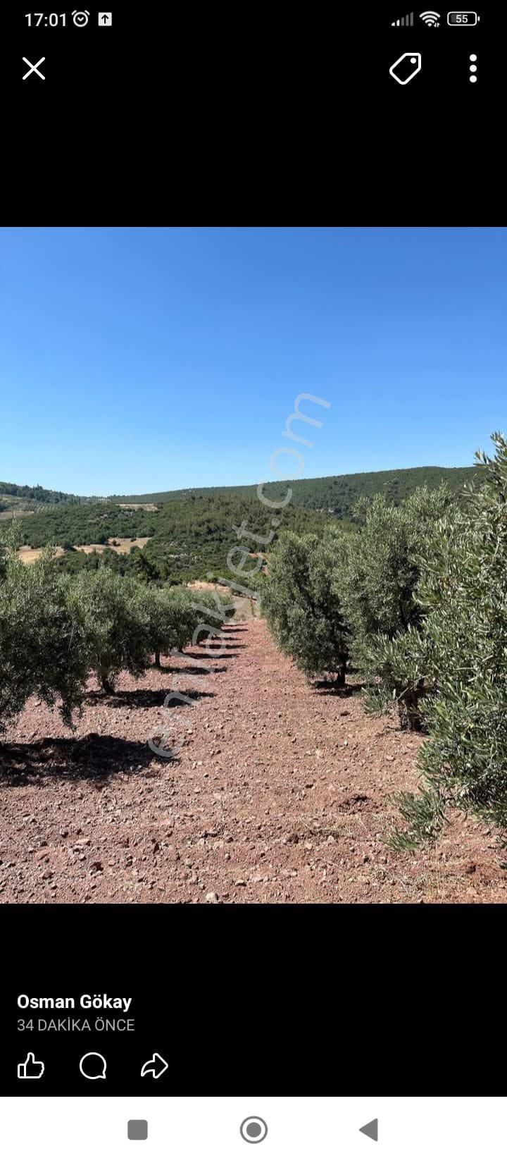 Utku Gayrimenkul’den Bakımlı Zeytin Bahçesi - Görsel 5
