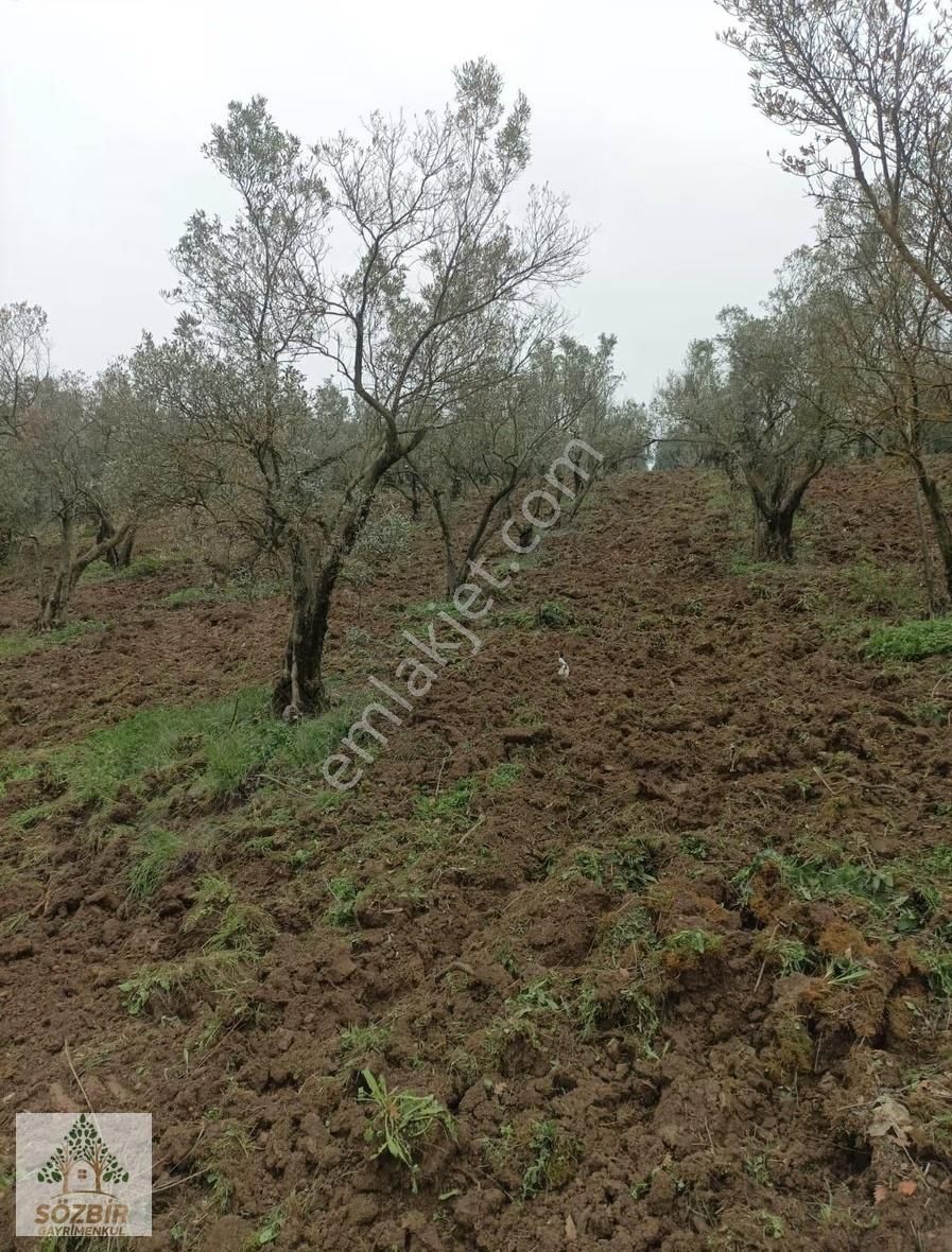 Sözbir'den Bursa Gemlik De Tarla-zeytinlik 2.300m2 Satılık Zeyt. - Görsel 4
