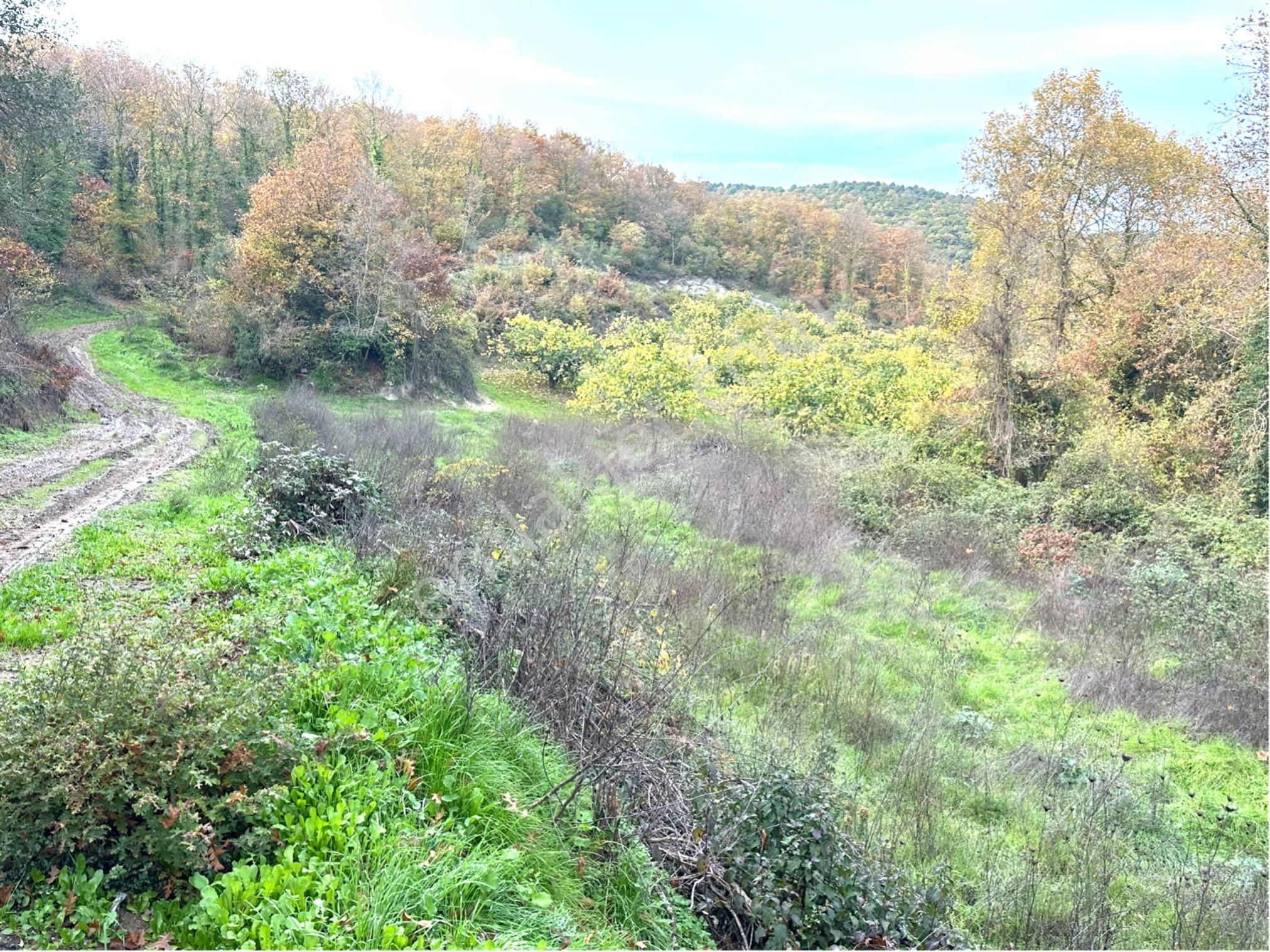 Tırpan Gayrimenkulden Kaymakobada Yola Cephe 4 Hisseli Muhafakatnameli Tarla - Görsel 13