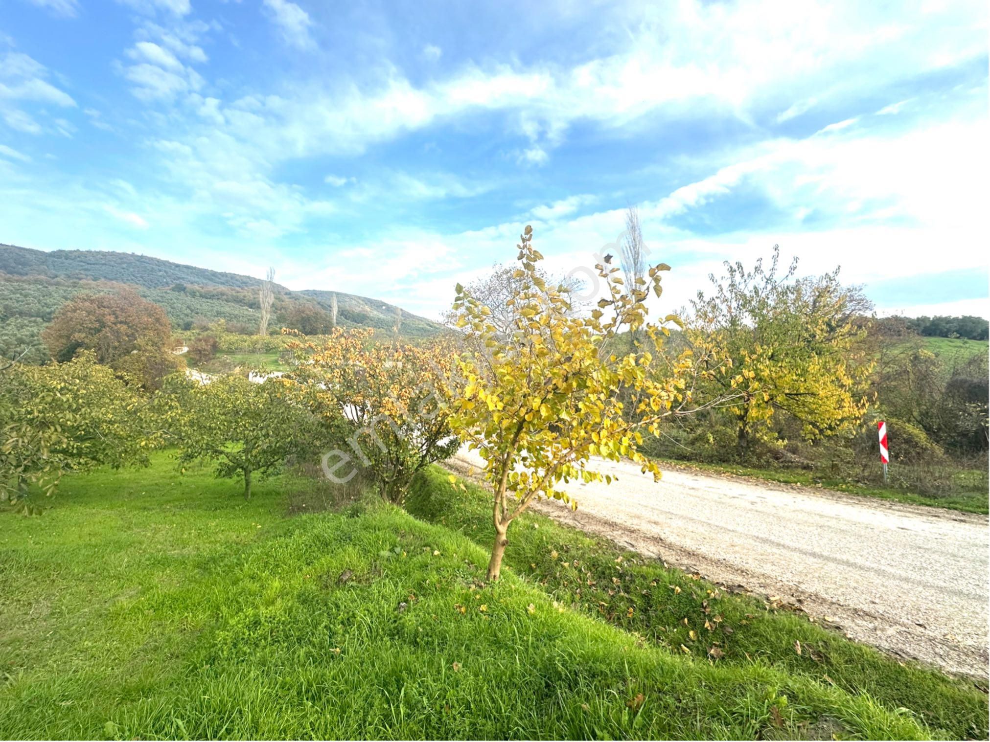 Tırpan Gayrimenkulden Kaymakobada Yola Cephe 4 Hisseli Muhafakatnameli Tarla - Görsel 9