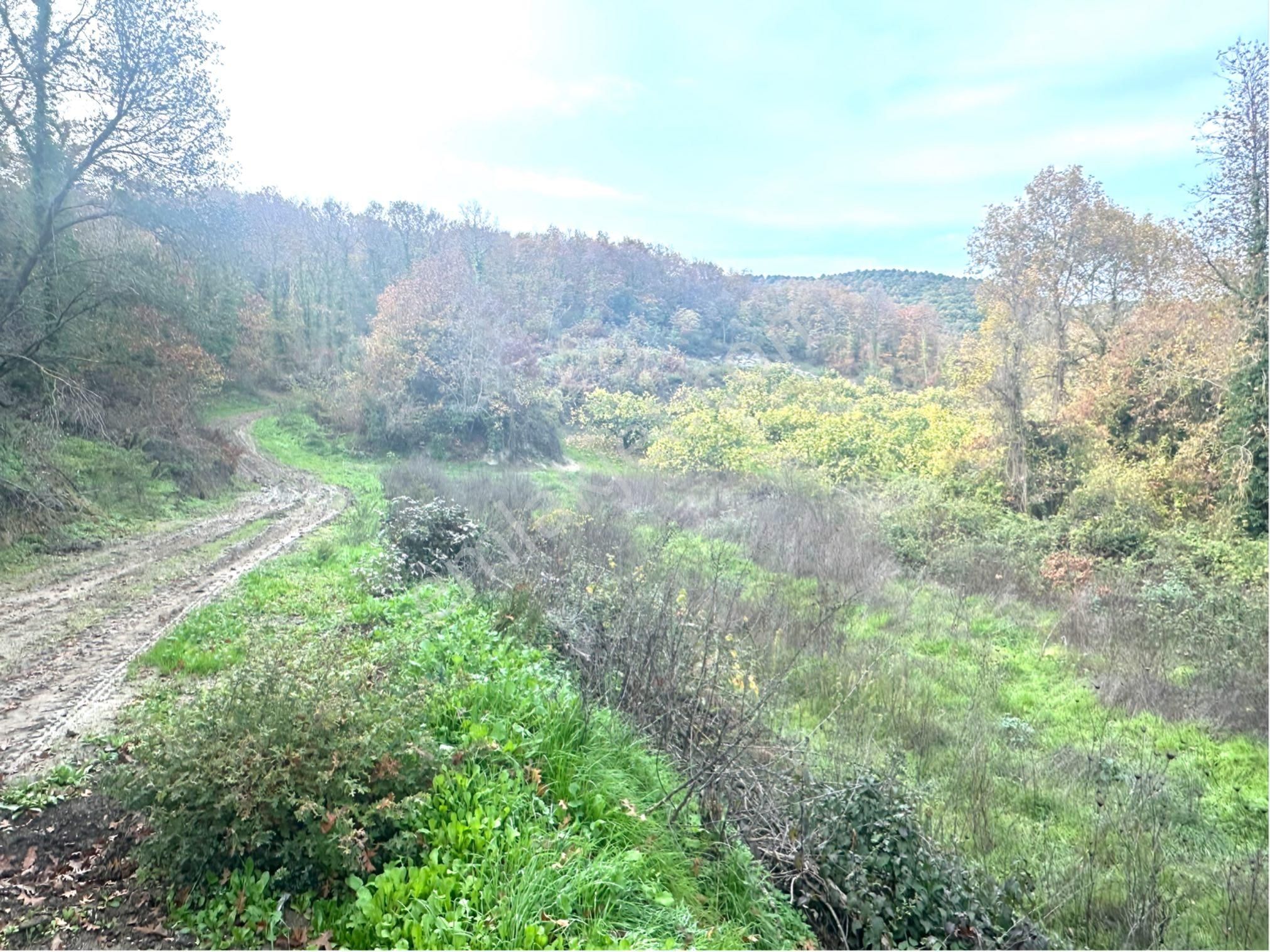 Tırpan Gayrimenkulden Kaymakobada Yola Cephe 4 Hisseli Muhafakatnameli Tarla - Görsel 6
