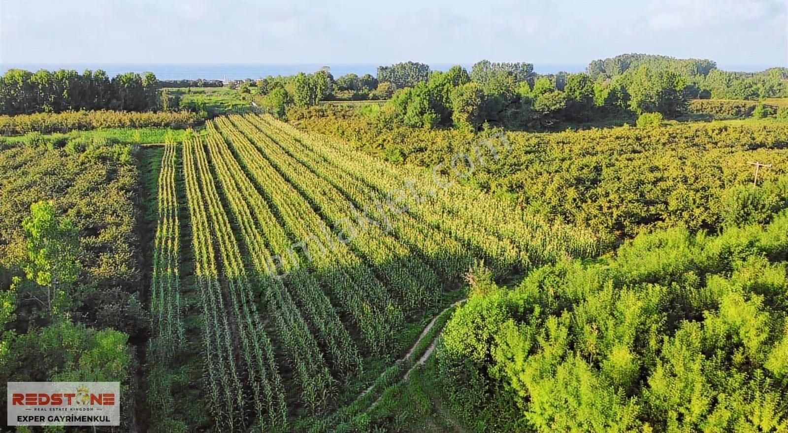 Karasu Kuyumculu'da Müstakil Parsel Denize Yakın Satılık Tarla - Görsel 2
