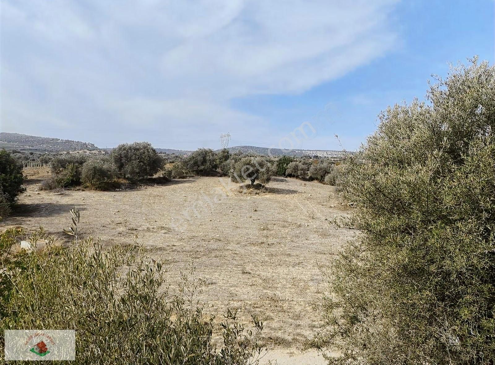 Topraksız Çilek , Domates Muz Serasına Uygun Arsa 15.5 Dnm - Görsel 12