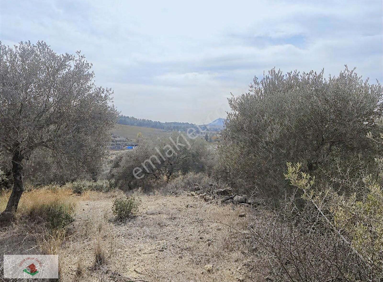 Topraksız Çilek , Domates Muz Serasına Uygun Arsa 15.5 Dnm - Görsel 17