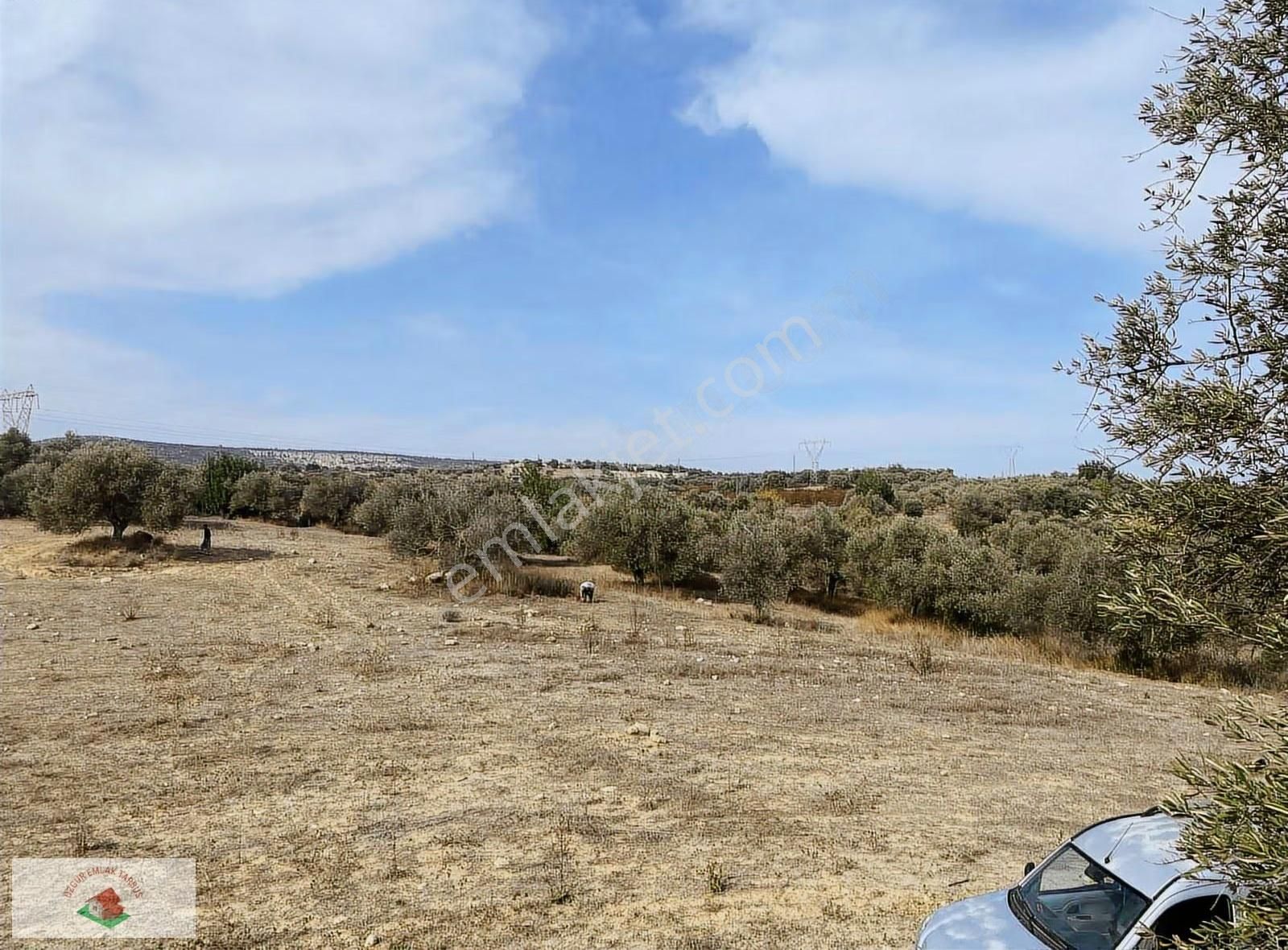 Topraksız Çilek , Domates Muz Serasına Uygun Arsa 15.5 Dnm - Görsel 11