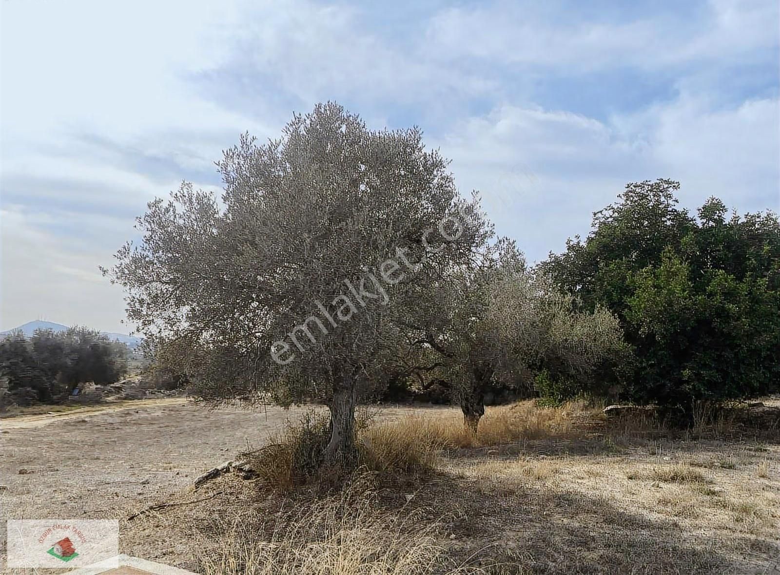 Topraksız Çilek , Domates Muz Serasına Uygun Arsa 15.5 Dnm - Görsel 15