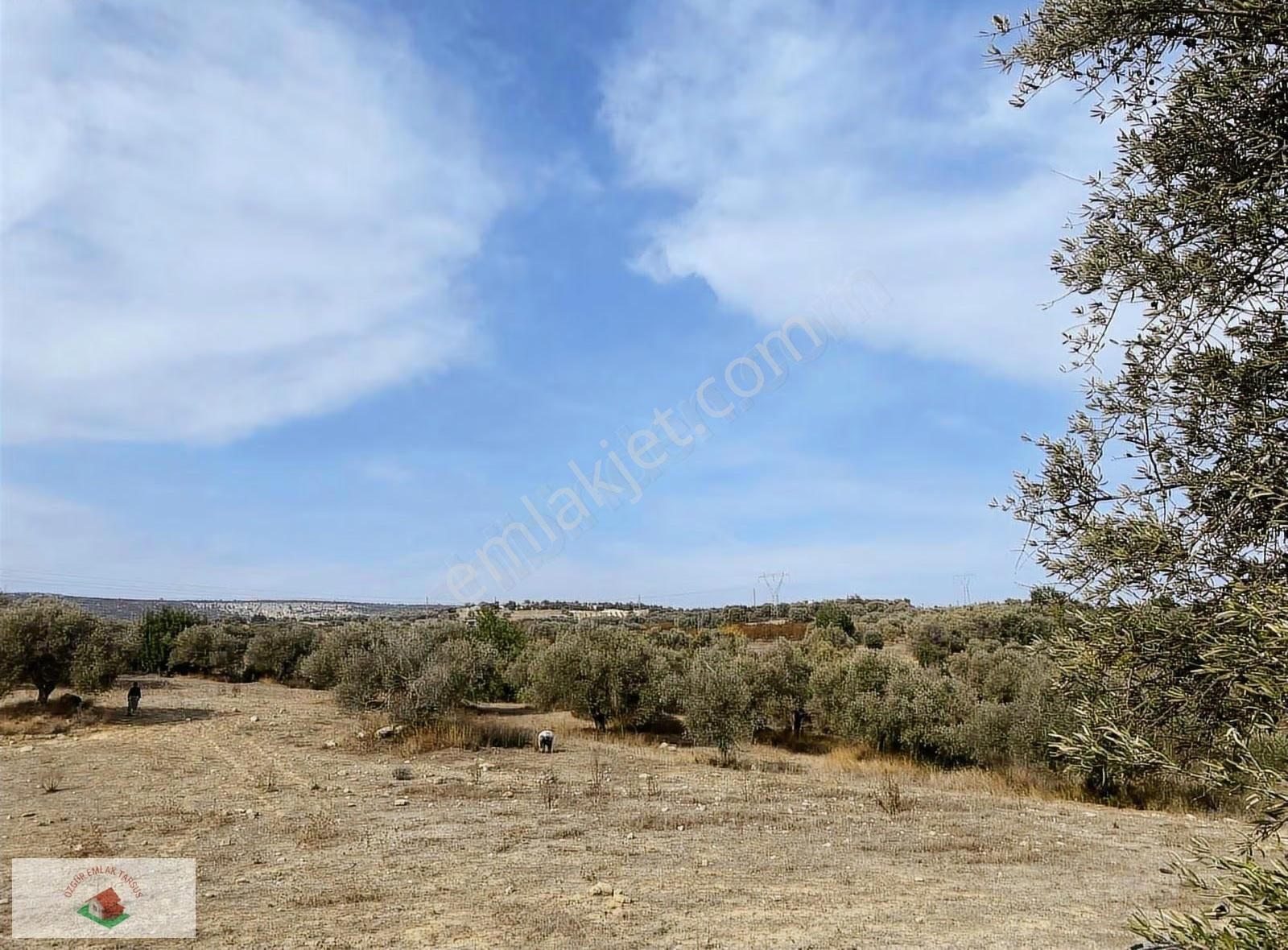 Topraksız Çilek , Domates Muz Serasına Uygun Arsa 15.5 Dnm - Görsel 8