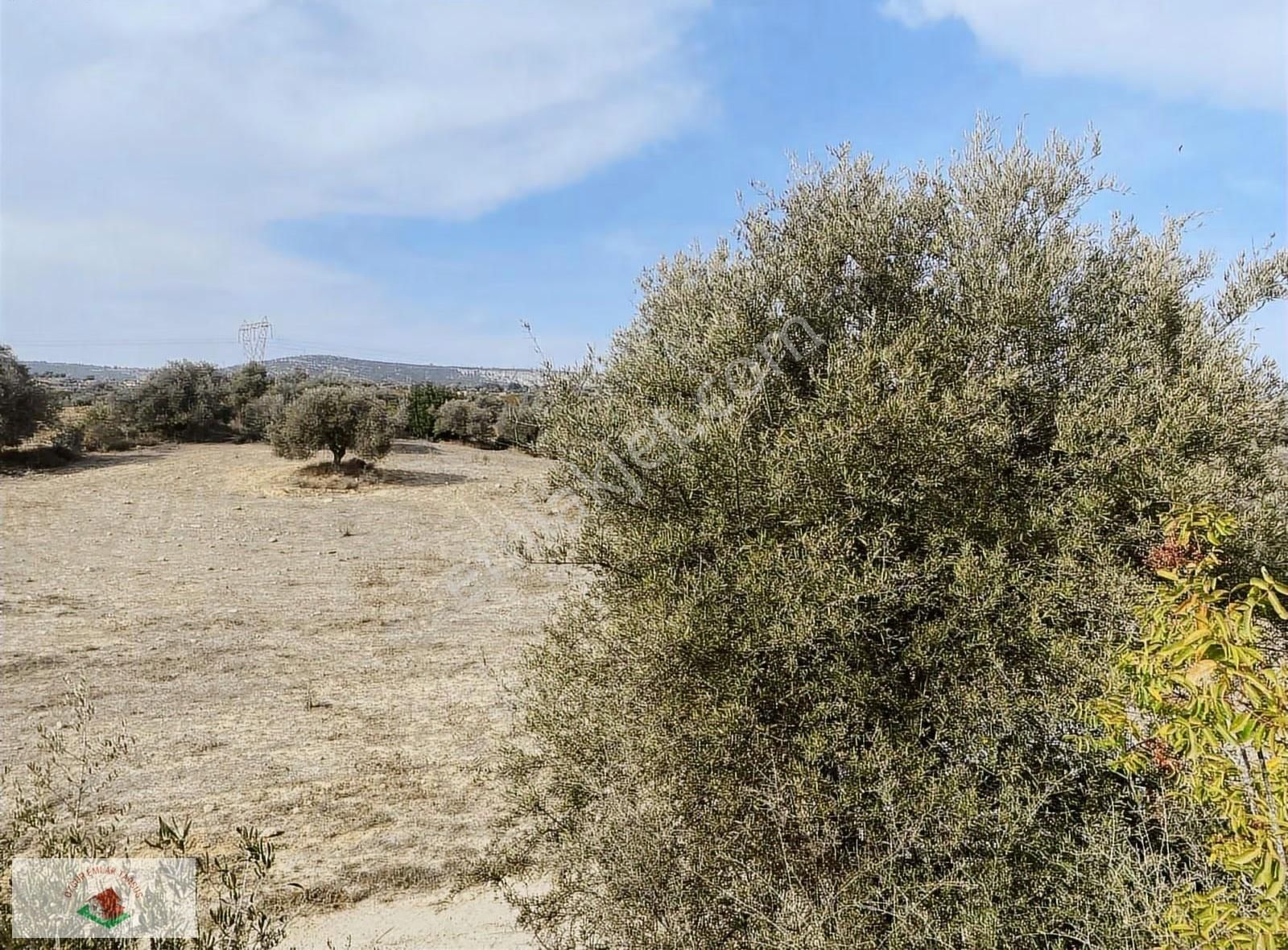 Topraksız Çilek , Domates Muz Serasına Uygun Arsa 15.5 Dnm - Görsel 14