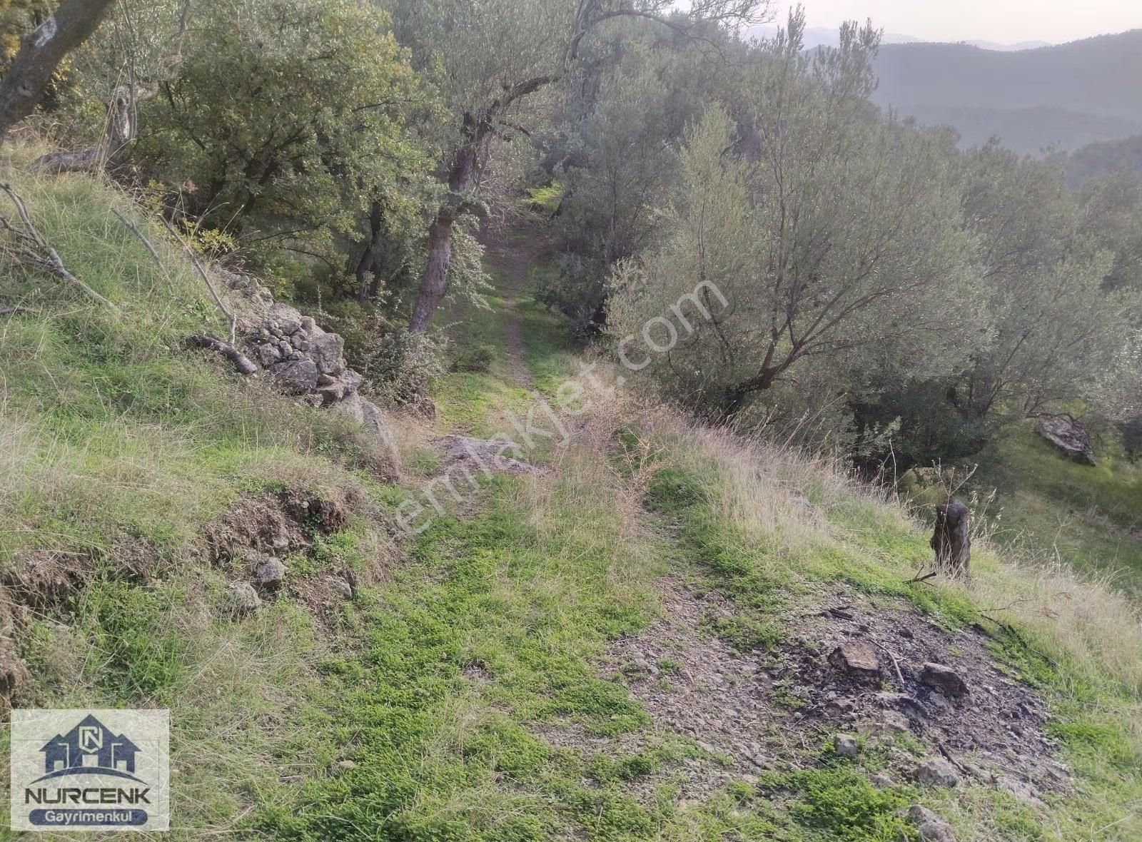 Burhaniye Kuyucakda Fiyatı Uygun Zeytinlik - Görsel 3