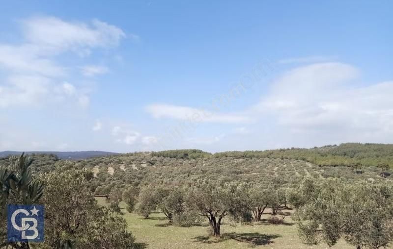 Aliağa Bozköy'de Kaçırılmayacak Yatırım Fırsatı!!! - Görsel 4