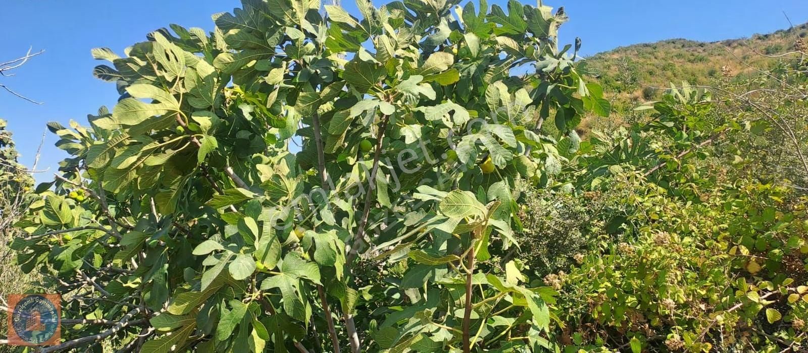 Söke Ağaçlı Köyünün Üst Tarafında Bulunan 3 Dönum Boş Arazi - Görsel 9