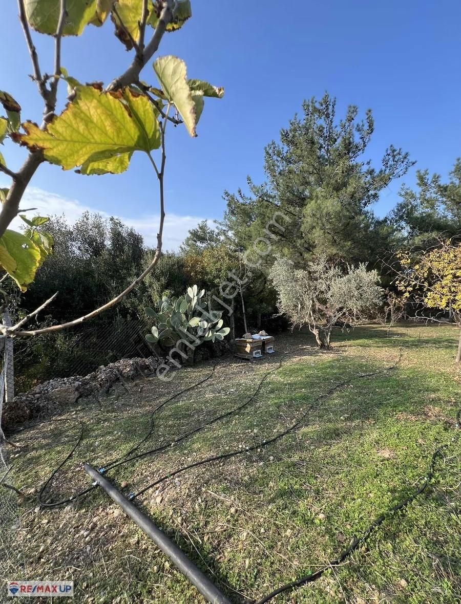 Kemalpaşa Yeşilköy Mahallesinde Özenle Bakımı Yapılmış Tarla - Görsel 12