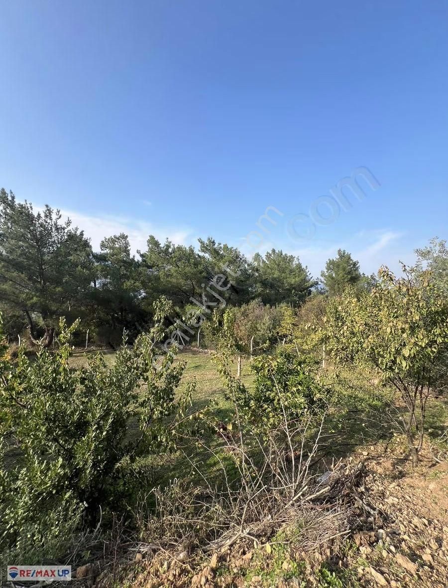 Kemalpaşa Yeşilköy Mahallesinde Özenle Bakımı Yapılmış Tarla - Görsel 5