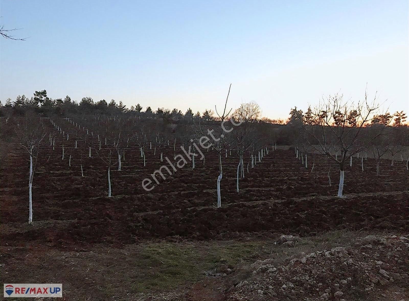 Güneyde 16,682 M2 Bakımlı Verimde Bademlik & Cevizlik - Görsel 15