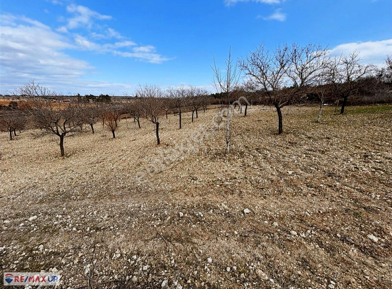 Güneyde 16,682 M2 Bakımlı Verimde Bademlik & Cevizlik - Görsel 2