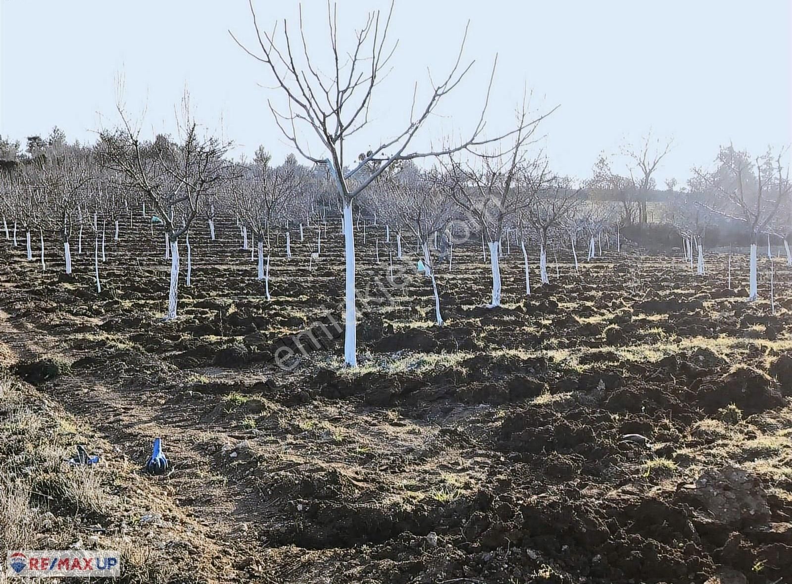 Güneyde 16,682 M2 Bakımlı Verimde Bademlik & Cevizlik - Görsel 6