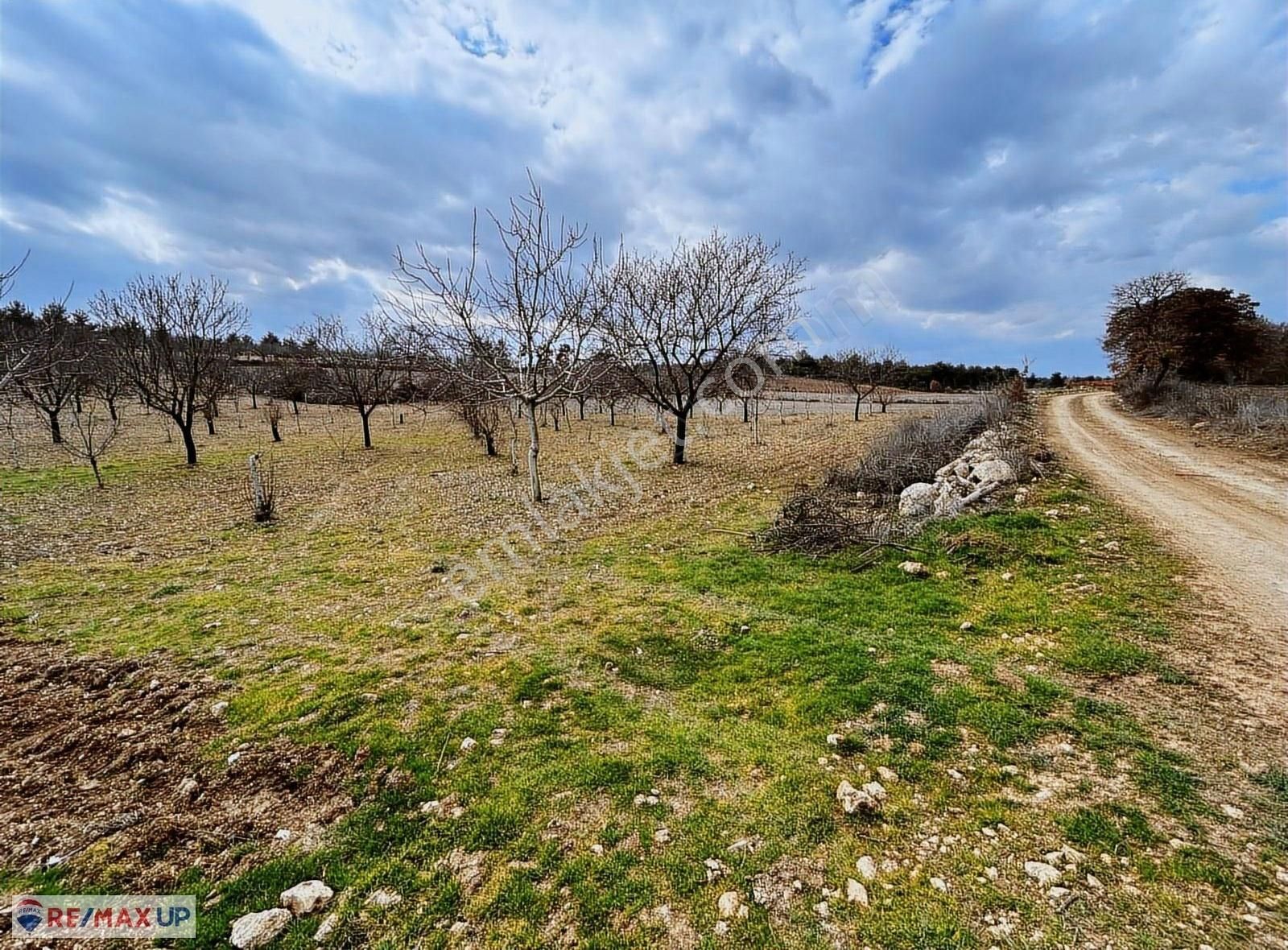 Güneyde 16,682 M2 Bakımlı Verimde Bademlik & Cevizlik - Görsel 10