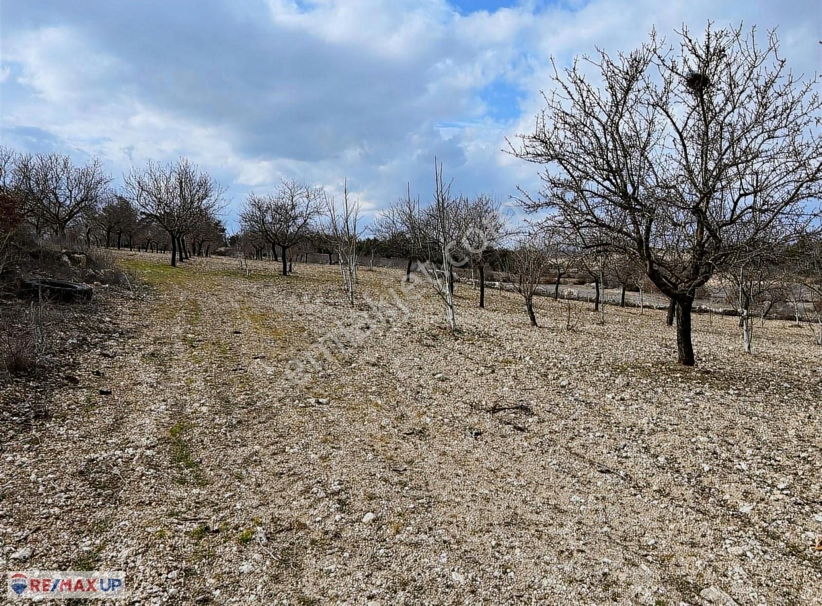 Güneyde 16,682 M2 Bakımlı Verimde Bademlik & Cevizlik - Görsel 11