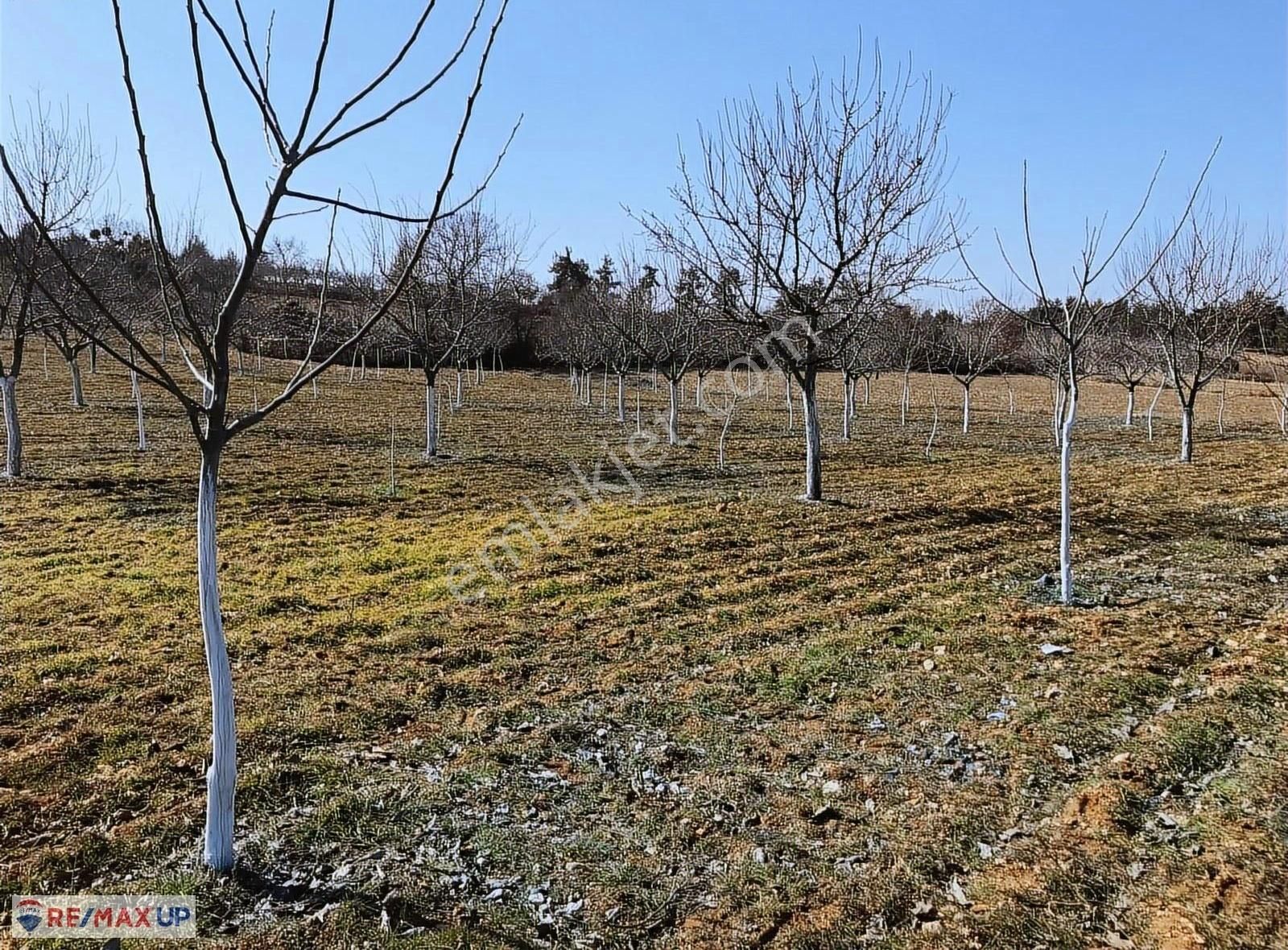 Güneyde 16,682 M2 Bakımlı Verimde Bademlik & Cevizlik - Görsel 17