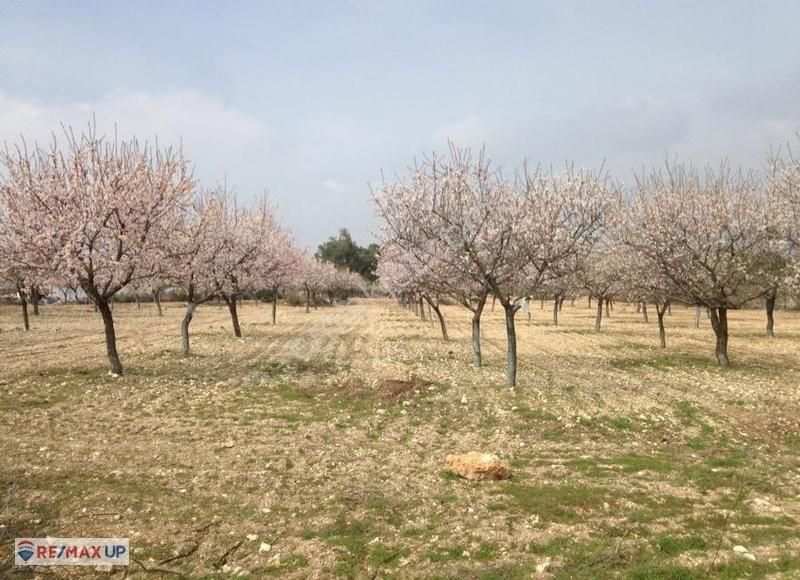 Güneyde 16,682 M2 Bakımlı Verimde Bademlik & Cevizlik - Görsel 8