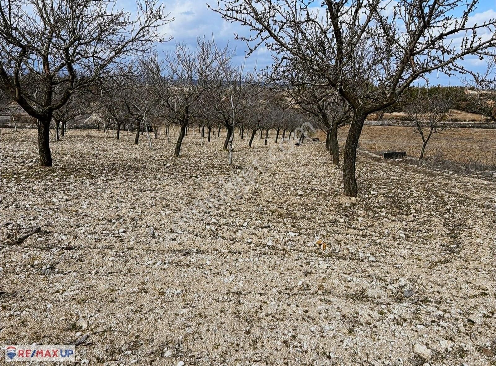Güneyde 16,682 M2 Bakımlı Verimde Bademlik & Cevizlik - Görsel 7