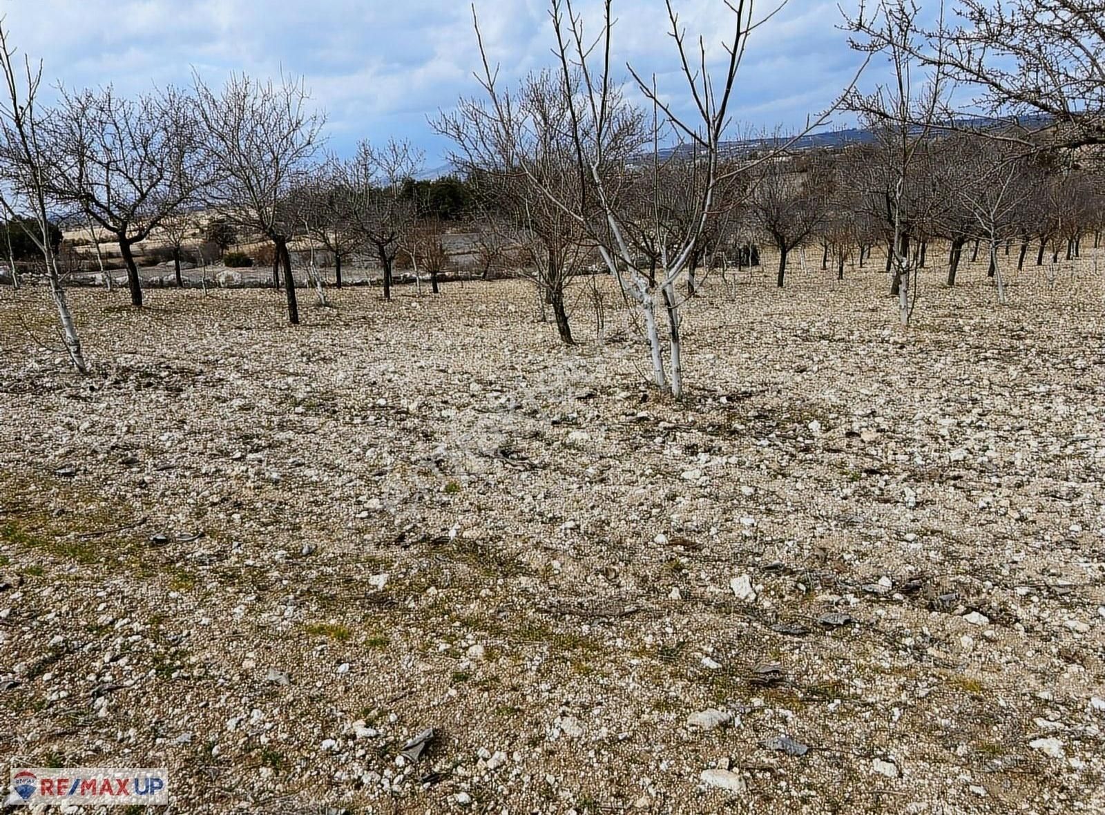 Güneyde 16,682 M2 Bakımlı Verimde Bademlik & Cevizlik - Görsel 14