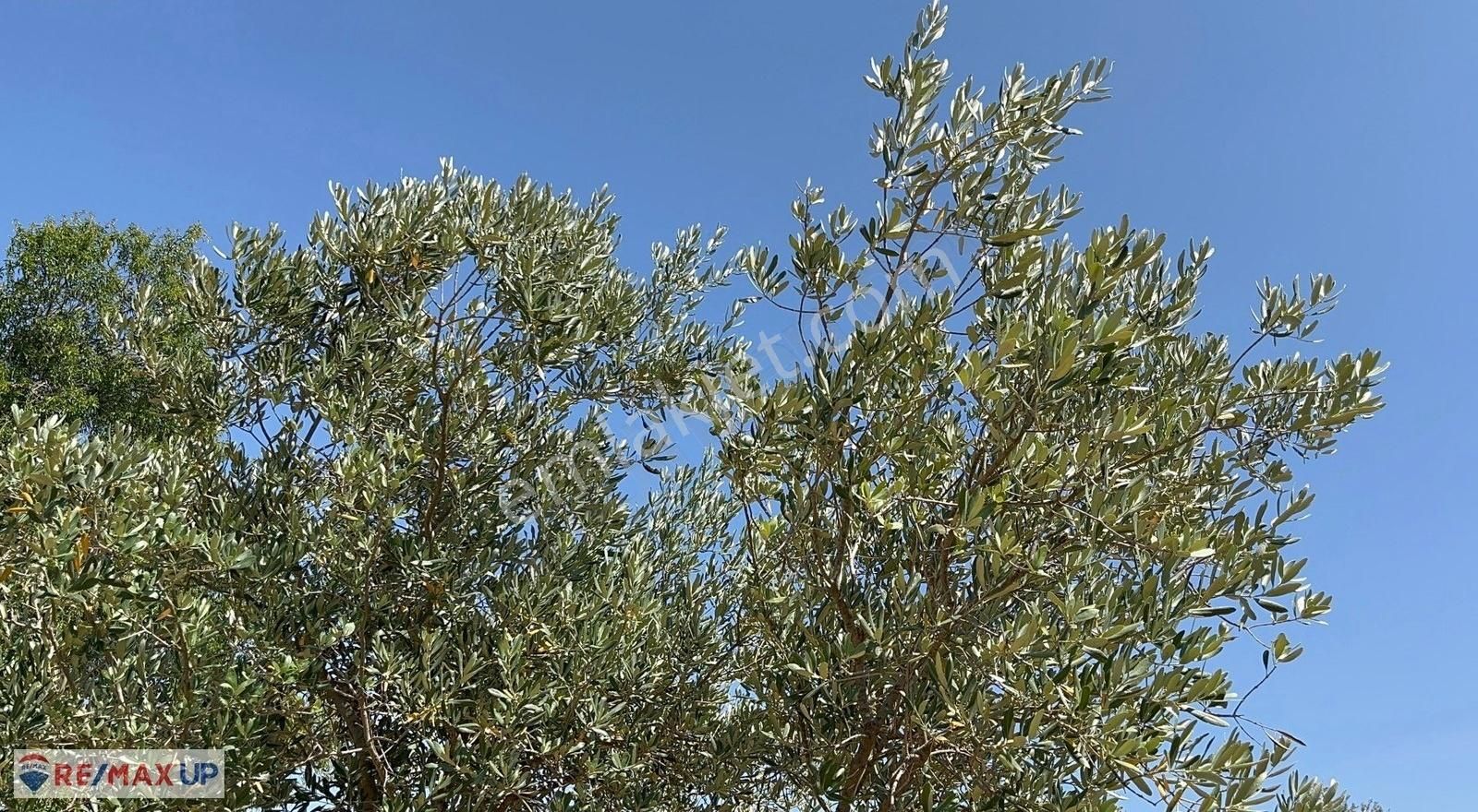 Görece Merkez 1 Dakika! Yola Sıfır 5427 M² Arazi - Görsel 14