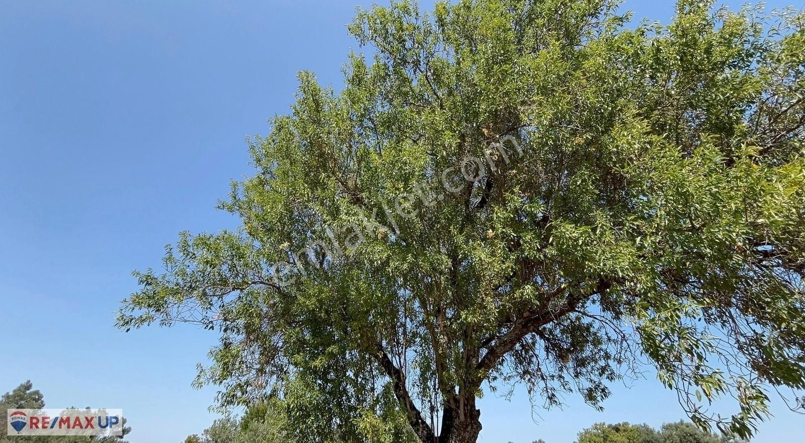 Görece Merkez 1 Dakika! Yola Sıfır 5427 M² Arazi - Görsel 2