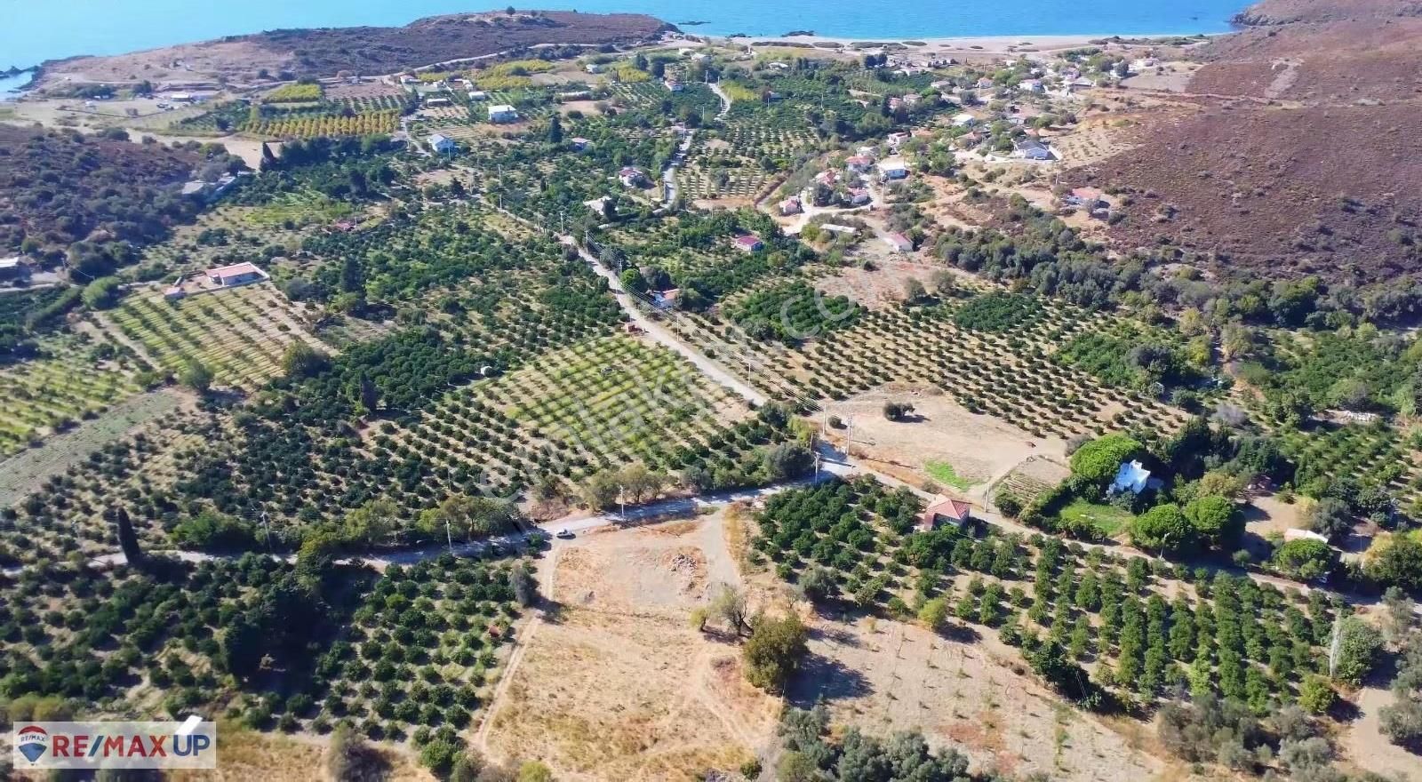 Karaburun Badembükünde Satılık Geniş Tarla - Görsel 2