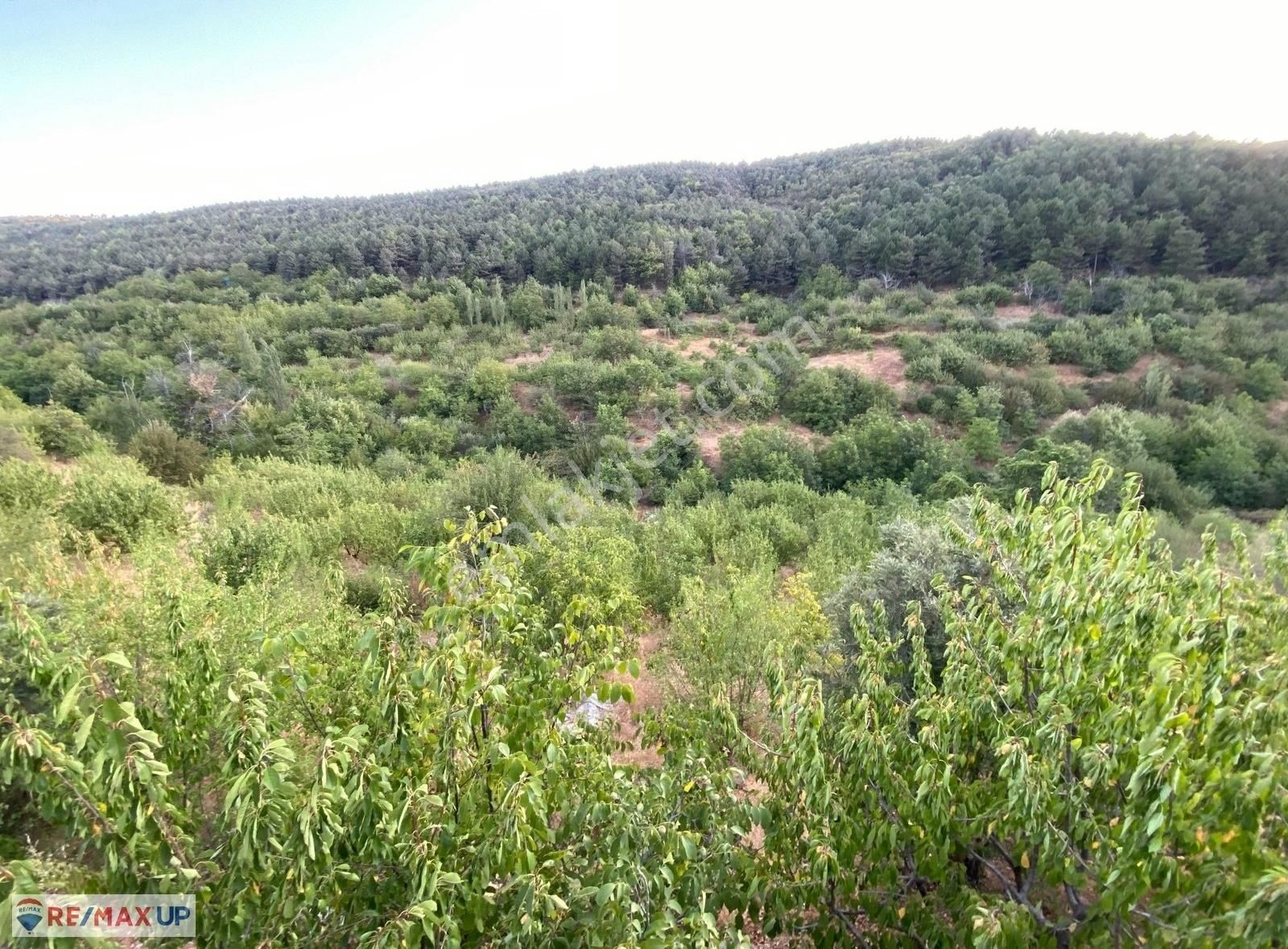 Bayındır Kenger Yaylasında Müstakil Tapulu Yatırımlık Kirazlık - Görsel 19