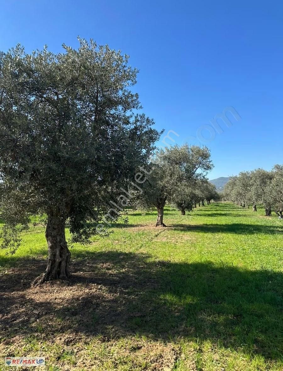 Yakapınarda Konteynerlı,zeytin Ve Meyve Ağaçlı Arazi - Görsel 8