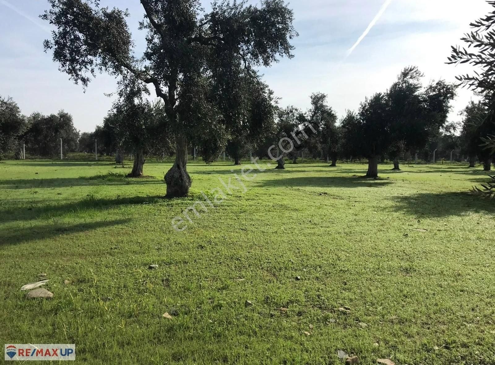 Yakapınarda Konteynerlı,zeytin Ve Meyve Ağaçlı Arazi - Görsel 14