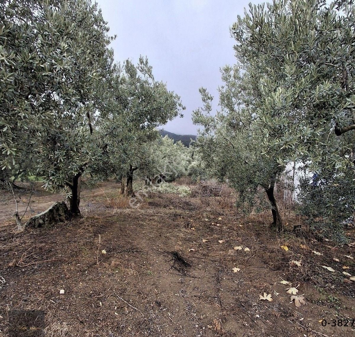 Mudanya Çepni Düz Bağlarda Satılık Yola Çephe Yatırımcılar İçin Kaçırılmayacak Fırsat - Görsel 5