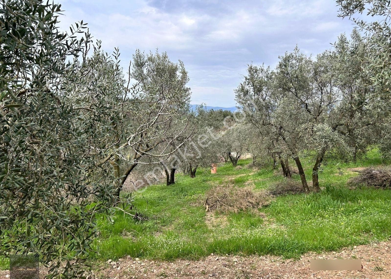 📍altıntaş’ta Otobana Yakın Deniz Manzaralı Arsa! - Görsel 8