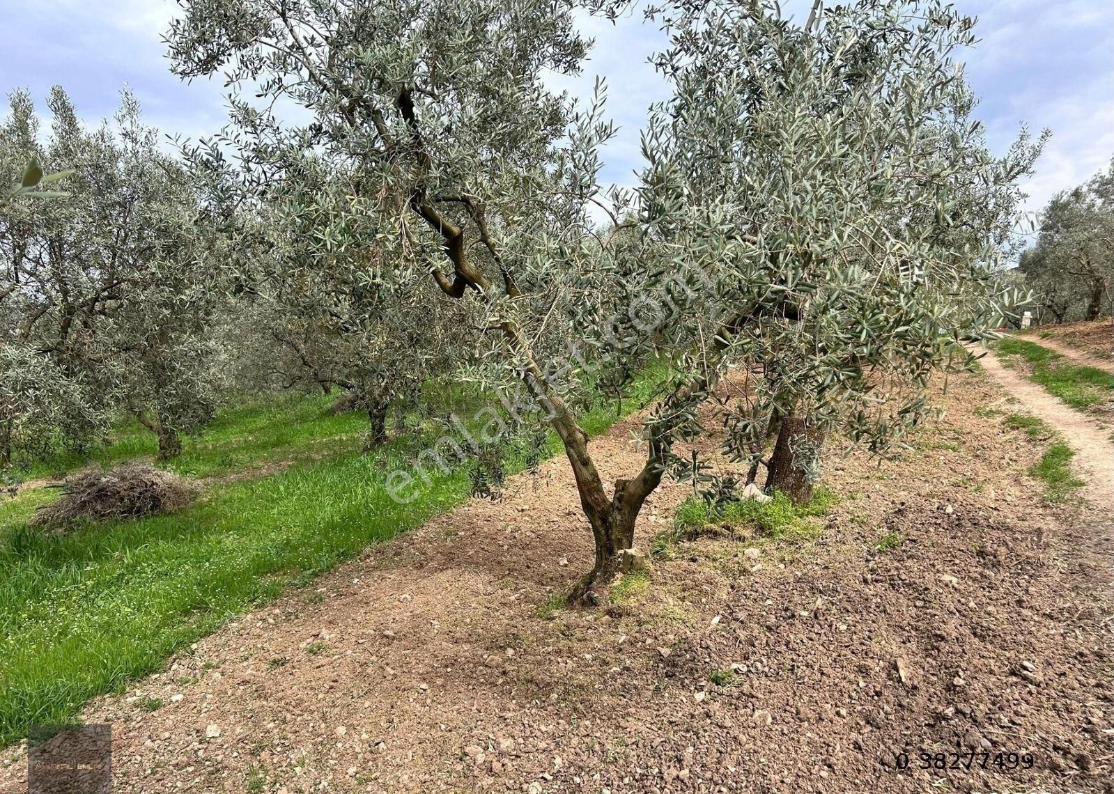 📍altıntaş’ta Otobana Yakın Deniz Manzaralı Arsa! - Görsel 5