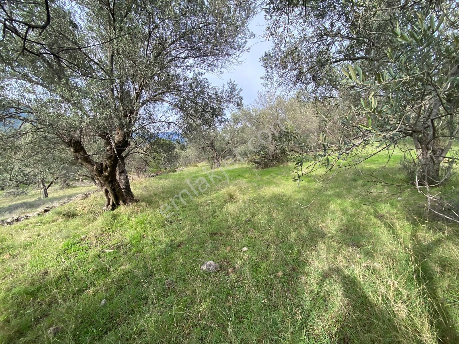 Manço Dan Balıkesir Edremit Çamcı Köyünde 3200 M2 Satılık Zeytinlik - Görsel 14