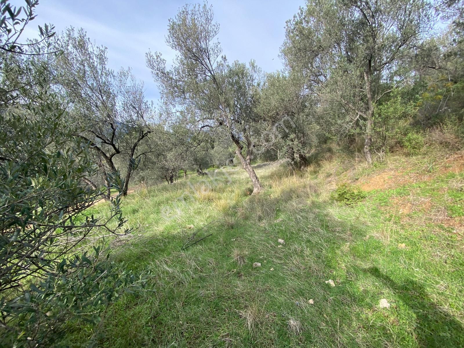 Manço Dan Balıkesir Edremit Çamcı Köyünde 3200 M2 Satılık Zeytinlik - Görsel 4