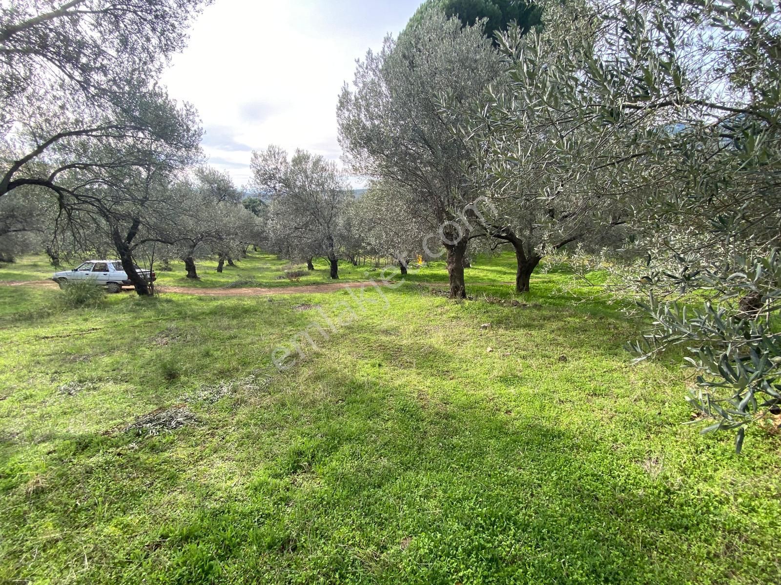 Manço Dan Balıkesir Edremit Çamcı Köyünde 3200 M2 Satılık Zeytinlik