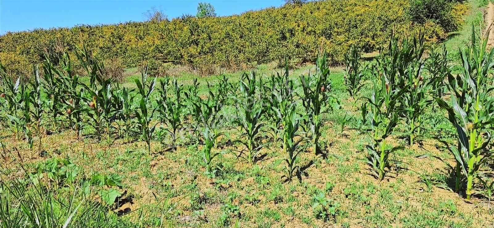 Kandırada Denize Yakın Uygun Fiyatıyla Kaçırılmaz Son Arsa !! - Görsel 2