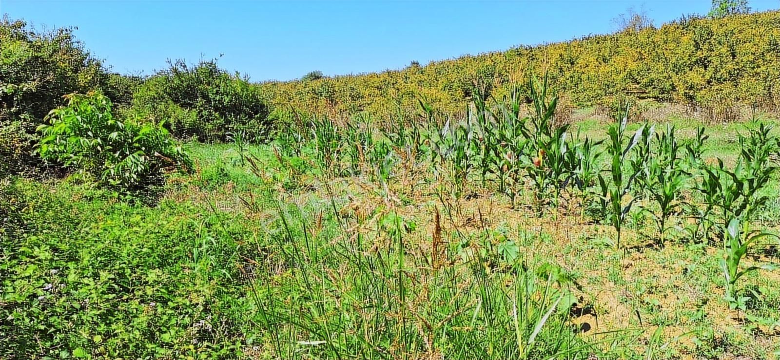 Kandırada Denize Yakın Uygun Fiyatıyla Kaçırılmaz Son Arsa !! - Görsel 15