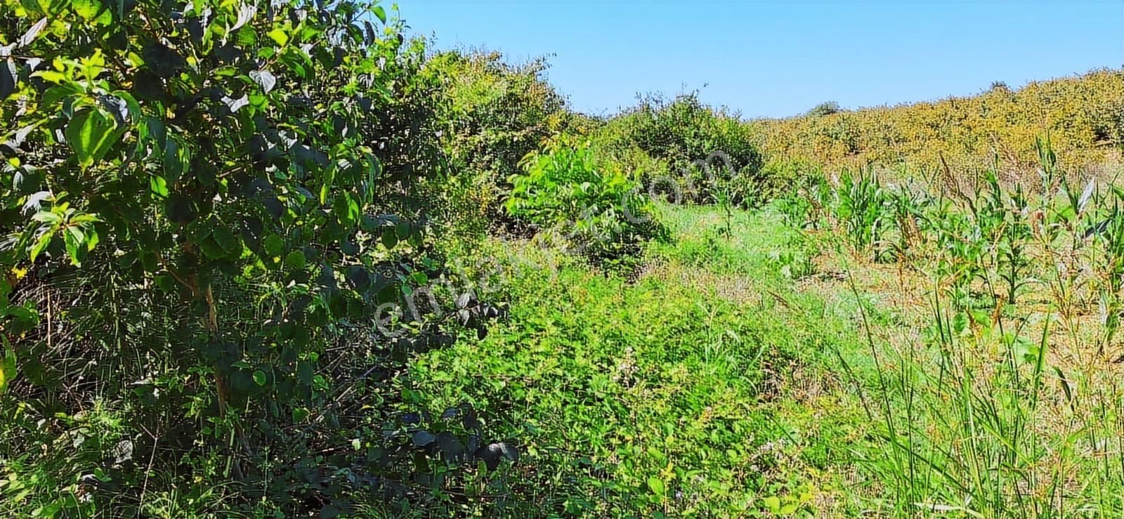 Kandırada Denize Yakın Uygun Fiyatıyla Kaçırılmaz Son Arsa !! - Görsel 9