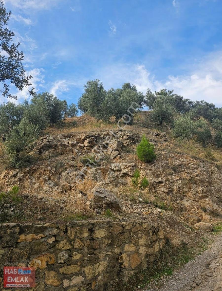 Çanakkale Ayvacık Adatepe Köyü Zeytinlik - Görsel 2