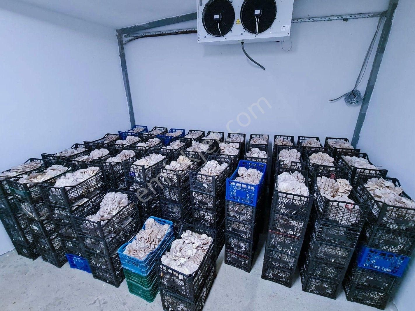 Devren Satılık Mantar Üretim Fabrikası - Görsel 25