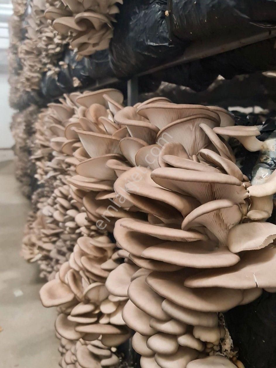 Devren Satılık Mantar Üretim Fabrikası - Görsel 21