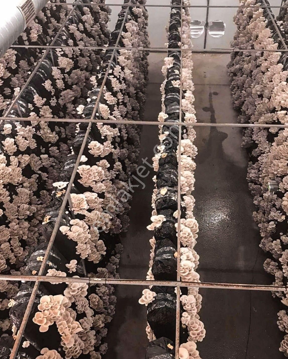 Devren Satılık Mantar Üretim Fabrikası - Görsel 35