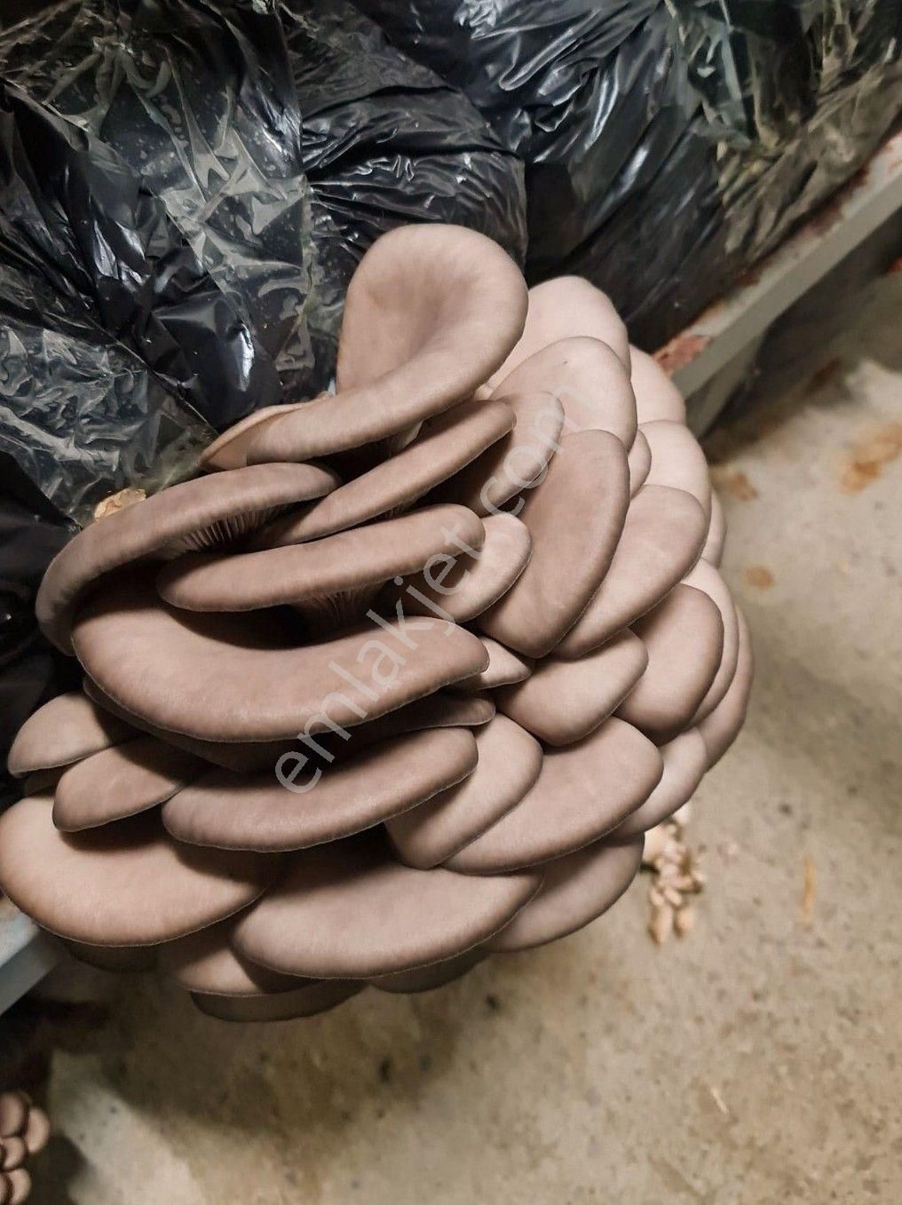 Devren Satılık Mantar Üretim Fabrikası - Görsel 23