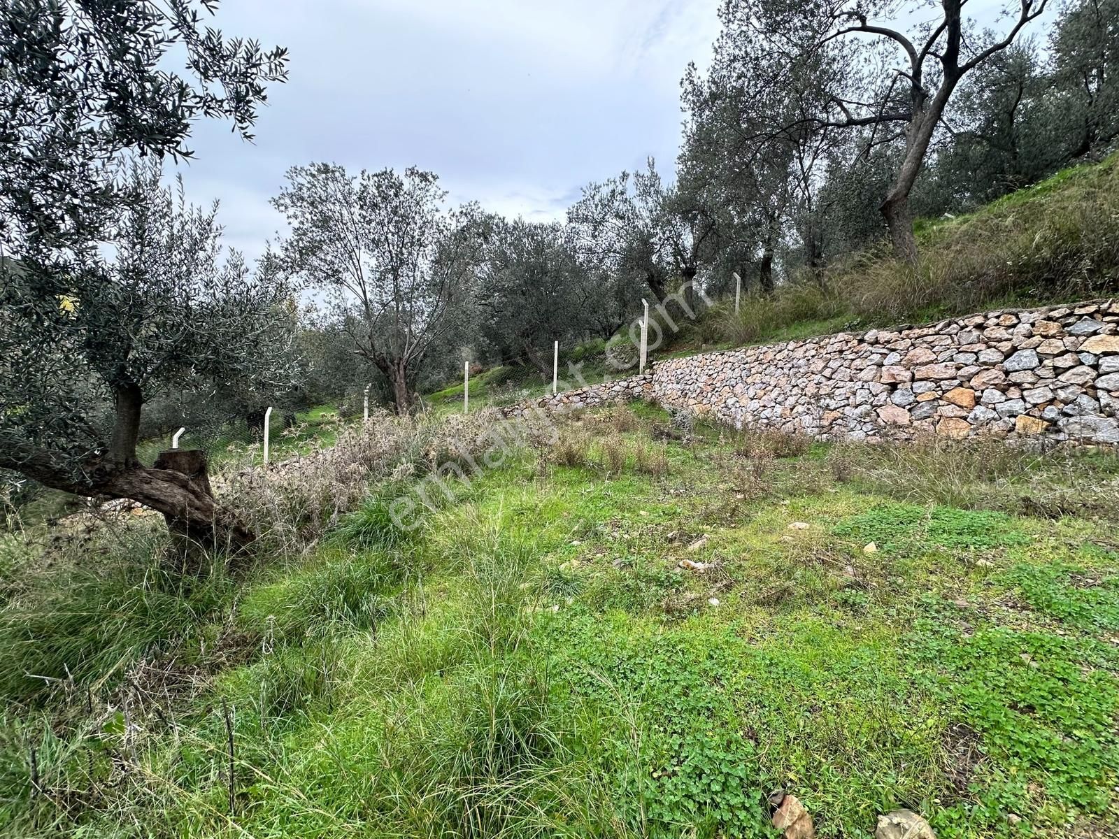 Mera Emlaktan Pınarbaşı Köyü 3.716 M2 Müstakil Tapulu Zeytinlik - Görsel 11