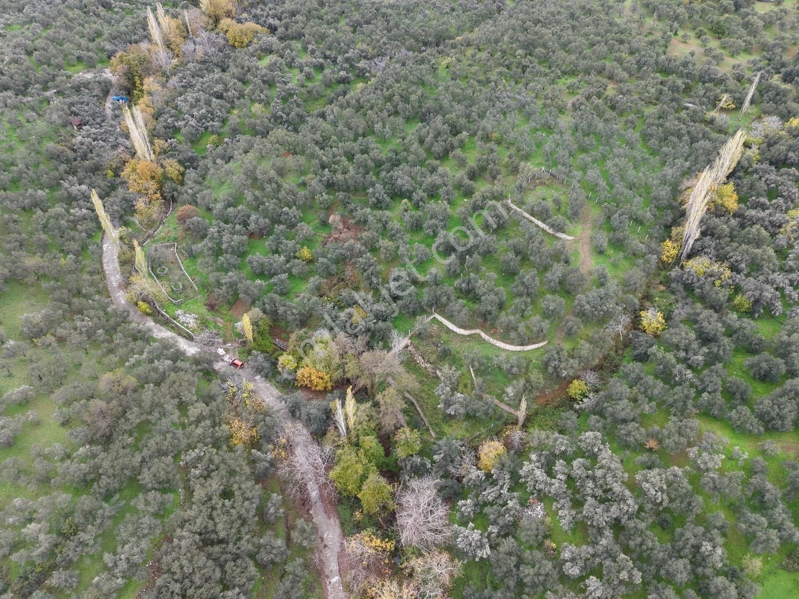 Mera Emlaktan Pınarbaşı Köyü 3.716 M2 Müstakil Tapulu Zeytinlik - Görsel 33