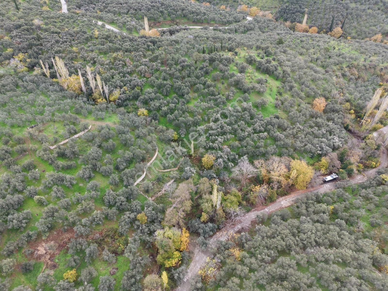 Mera Emlaktan Pınarbaşı Köyü 3.716 M2 Müstakil Tapulu Zeytinlik - Görsel 26